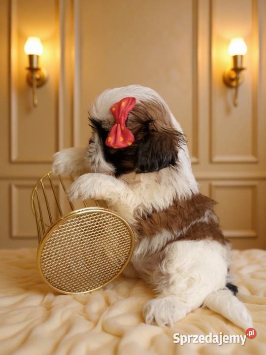 GOTOWA DO ODBIORU piękna suczka rasy ShihTzu wielkopolskie Kępno sprzedam