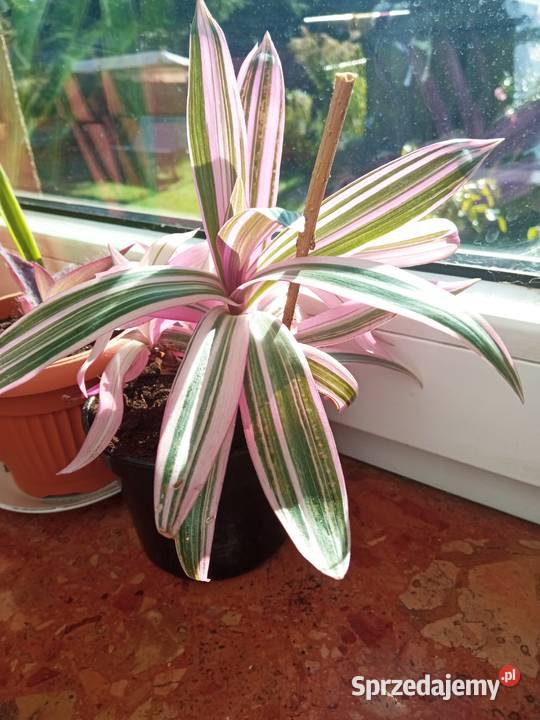 Żyworódki fiołki i inne kwiatki 10