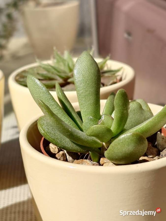 Kpl 4 sukulenty w osłonkach Delosperma Haworthia Warszawa