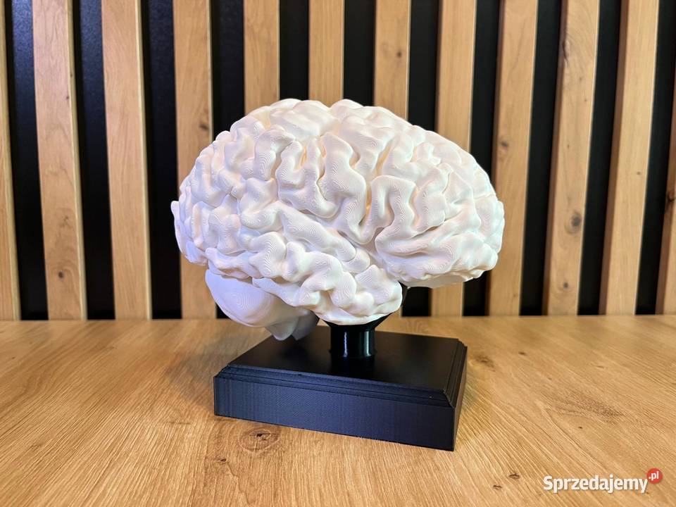 Model anatomiczny mózgu skala 11 Pozostałe Rybnik