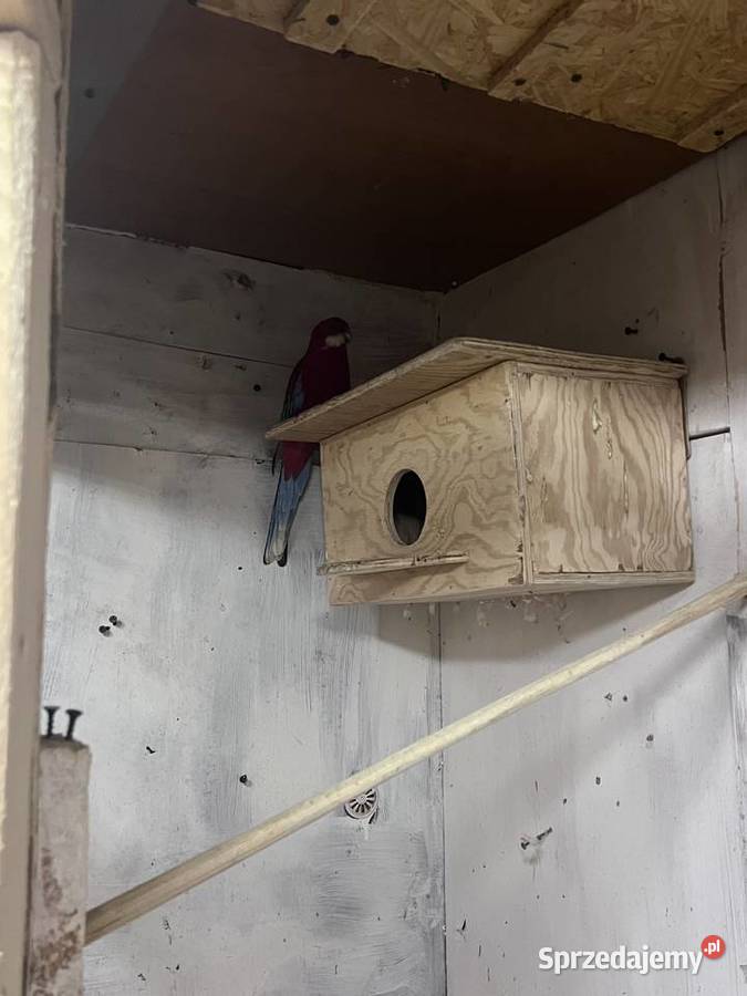 Sprzedam rozelle białolica Siepraw