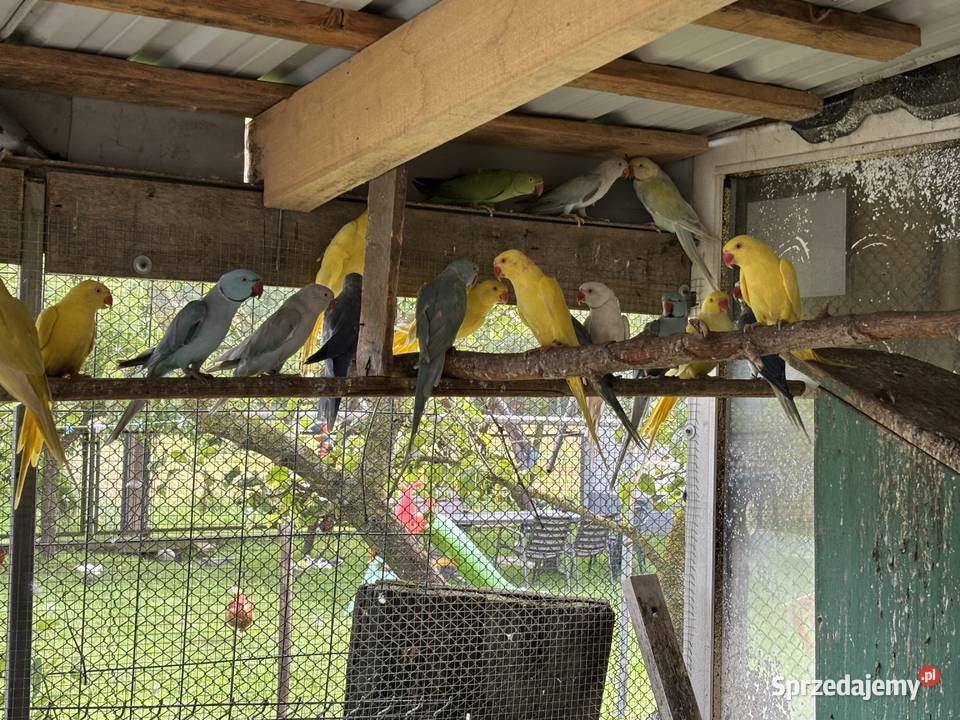 Papugi aleksandretty sprzedam