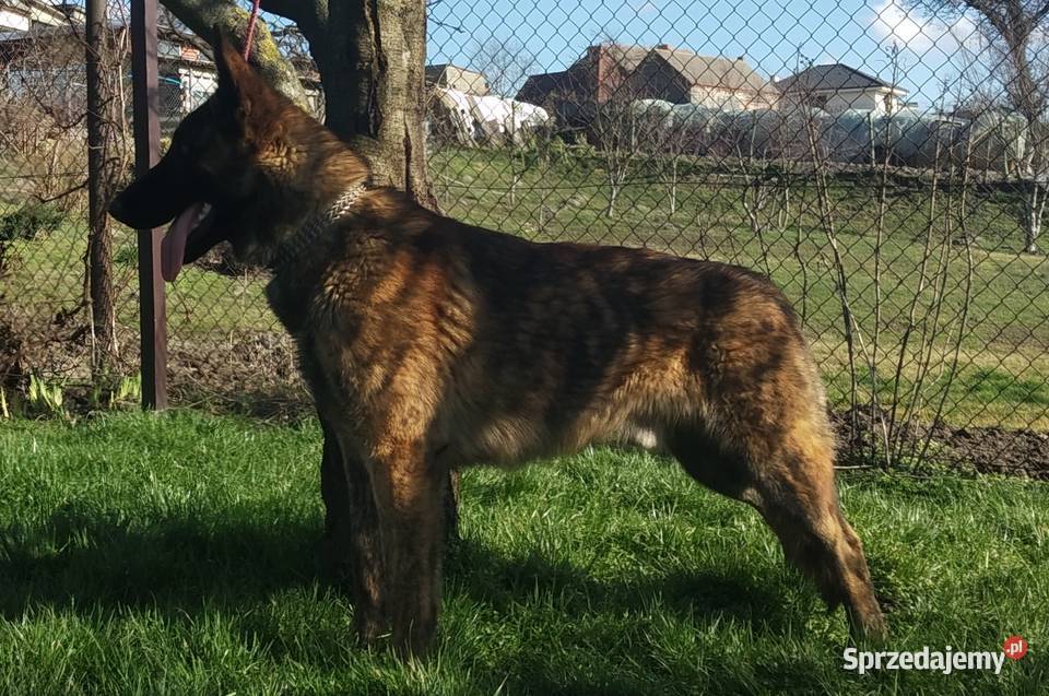 Owczarek Holenderski nie niemiecki 9 miesięczny