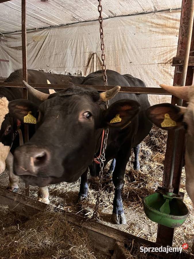 Jałówka cielna angus limousine mazowieckie Próchenki