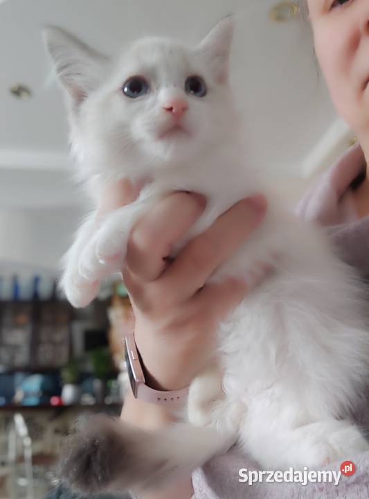 Zefir Dumka cudowne kocięta neva masquerade Warszawa