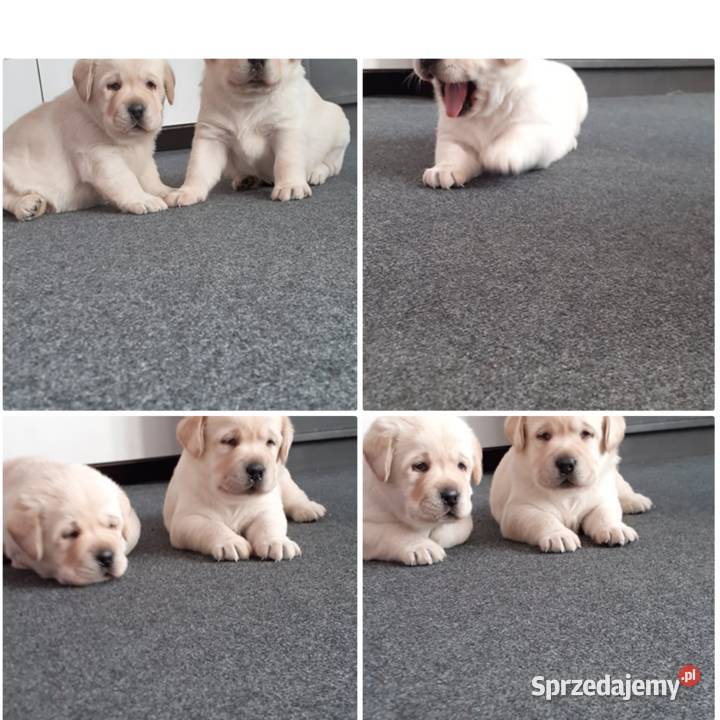 Labrador retriever zapowiedz miotu 2026r Pasztowa Wola sprzedam