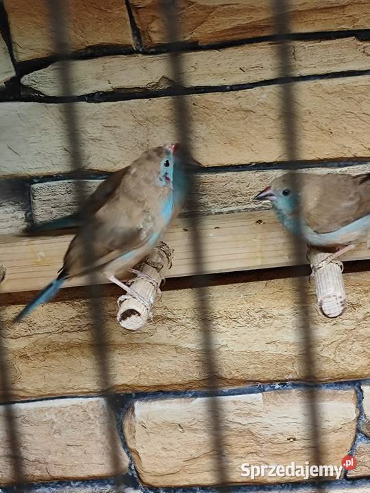 Motylik krasnouchy Astryld Astryldy para Myślenice