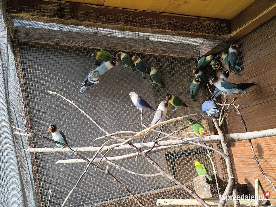 Nierozłączki czarnogłowe Mlode z 2026 Ptaki Pszów