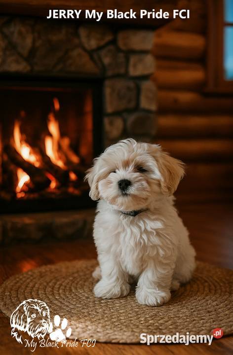 Hawańczyk JERRY ulubiony kot Frediego Mercury Pogórze