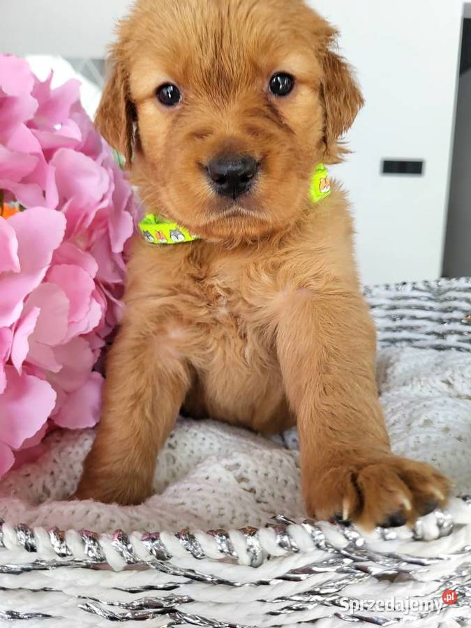 Golden retriever gotowe na nowy domek Poręba