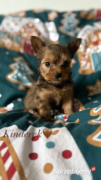 York chłopiec Mogilno