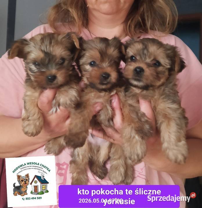 Yorkshire terrier złoty piesek