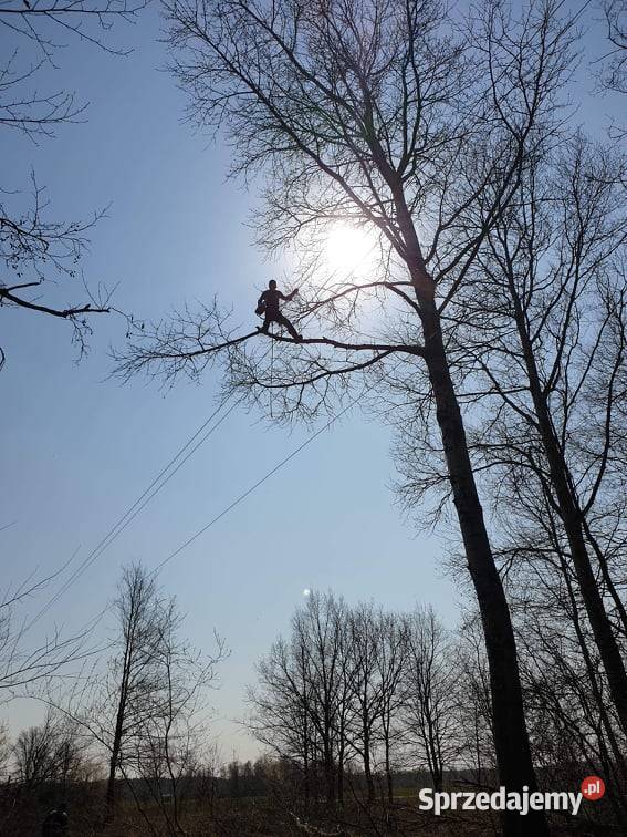 Wycinka drzew metodą alpinistyczna Arborysta Mirów Stary