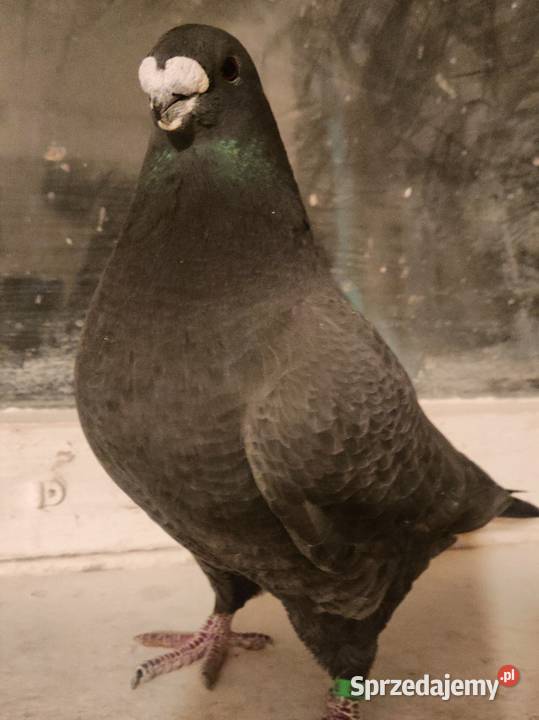 Gołębie ozdobne Show Racery Ptaki Polkowice