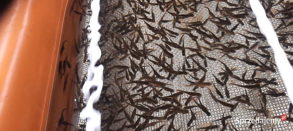 Wylęg pstrąga tęczowego Pozostałe Izdebno