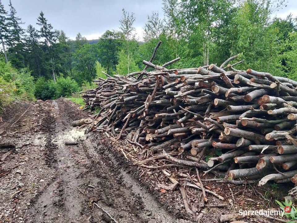 posiadam na sprzedaż drewno buk Stronie Śląskie sprzedam