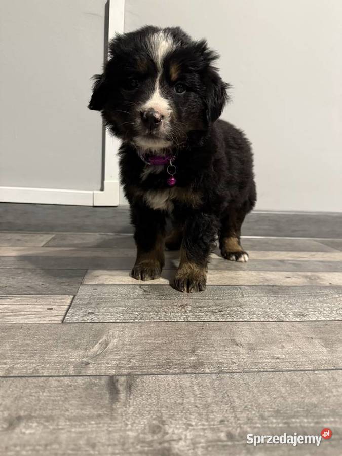 Szczenięta berneński pies pasterski Berneński Pies Pasterski Psy Gorzów Wielkopolski