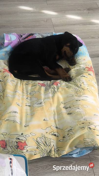 Szczeniak rottweiler suczka Lublin