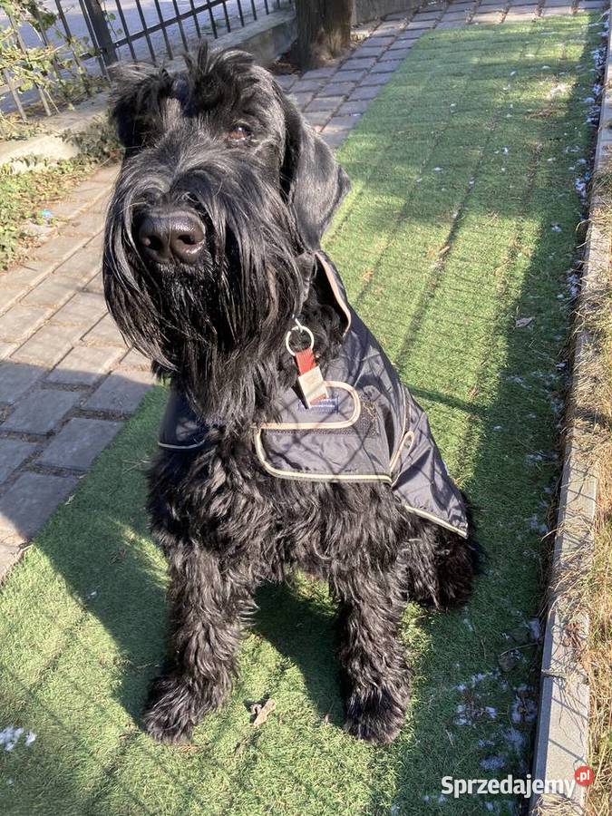 Sznaucer olbrzym szczenię Nowa Sól