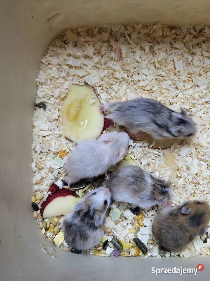 Chomiki syryjskie dolnośląskie Wrocław sprzedam