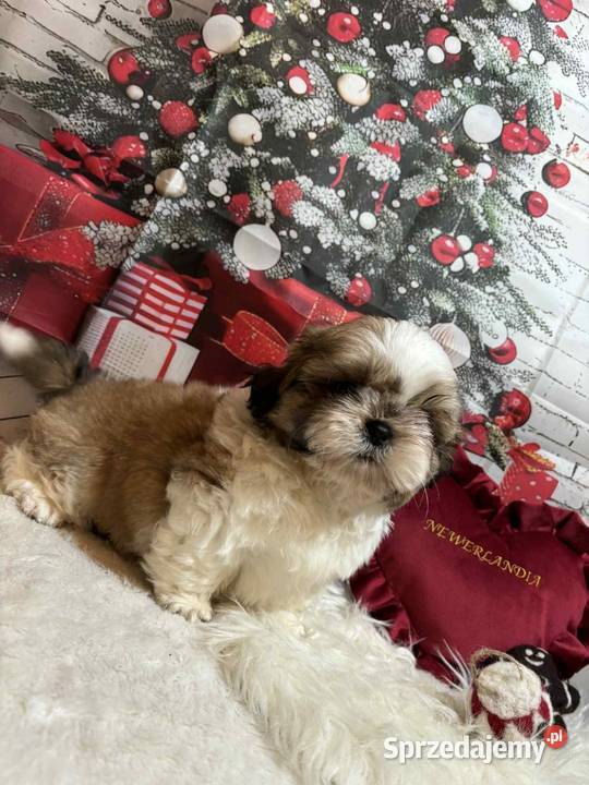 ShihTzu przepiękny gotowy do odbioru Zwierzęta opolskie Strzelce Opolskie