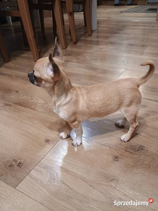 Chihuahua maleńka XXS Radomsko sprzedam