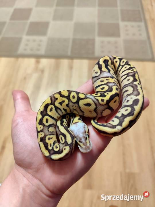 Pyton królewski samiec cb25 Pruszków