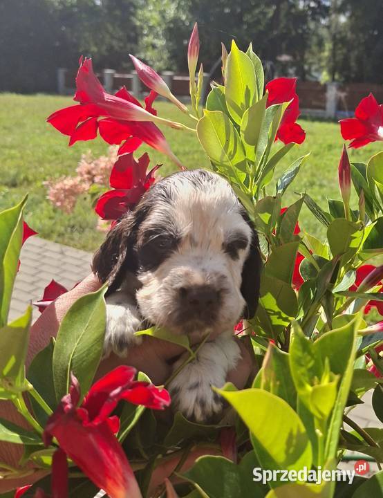 Springer Spaniel Angielski ZKwP kujawsko-pomorskie Toruń