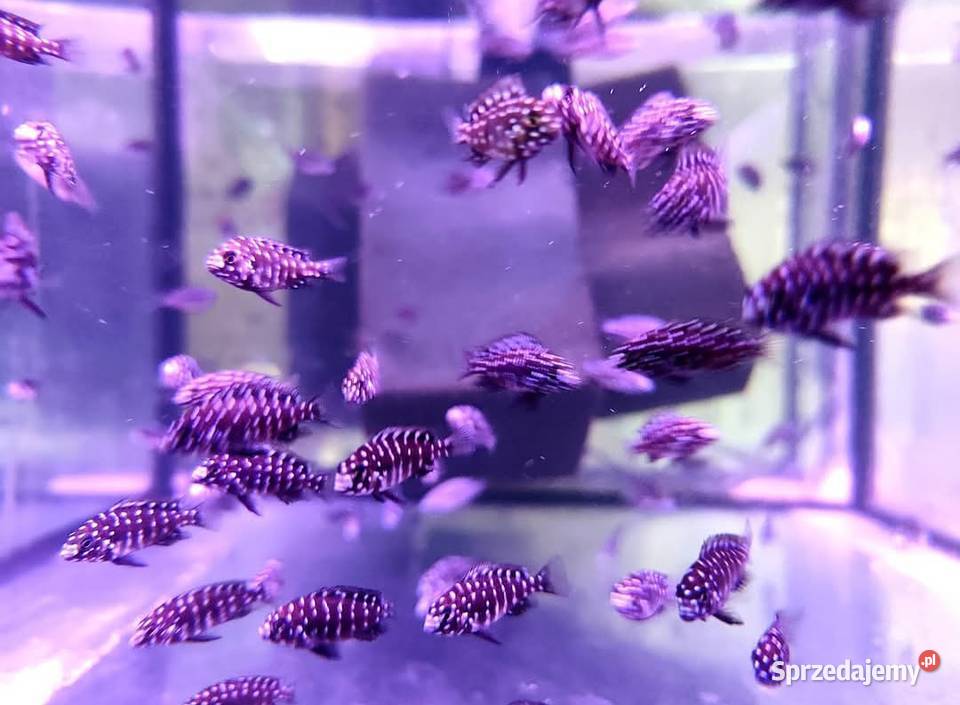 Aulonacararyby rośliny akwariowe wielkopolskie Poznań sprzedam