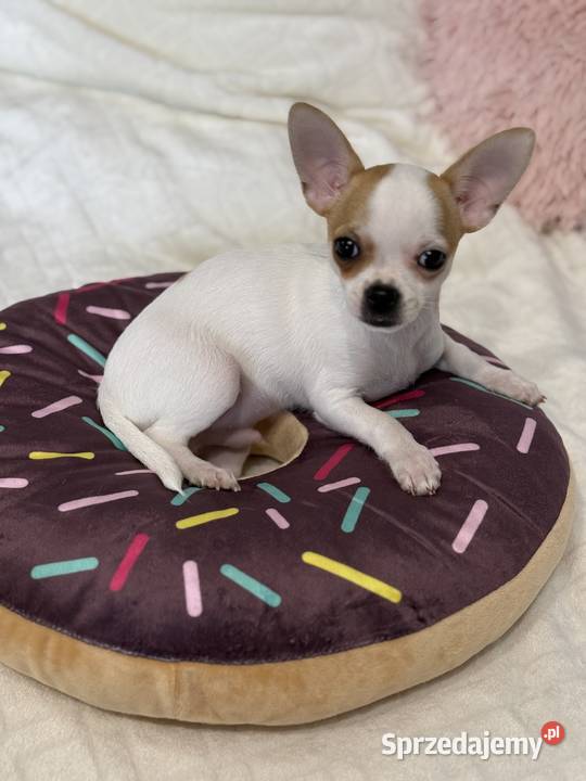 Piesek chihuahua bialy GOTOWY DO ODBIORU Stojanowice