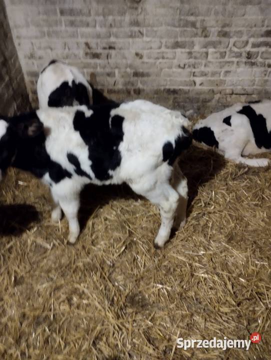 Sprzedam cielaki Jabłoń