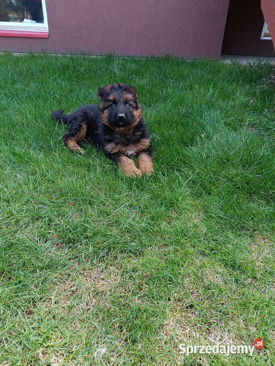 Sprzedam owczarka niemieckiego Ożarów sprzedam