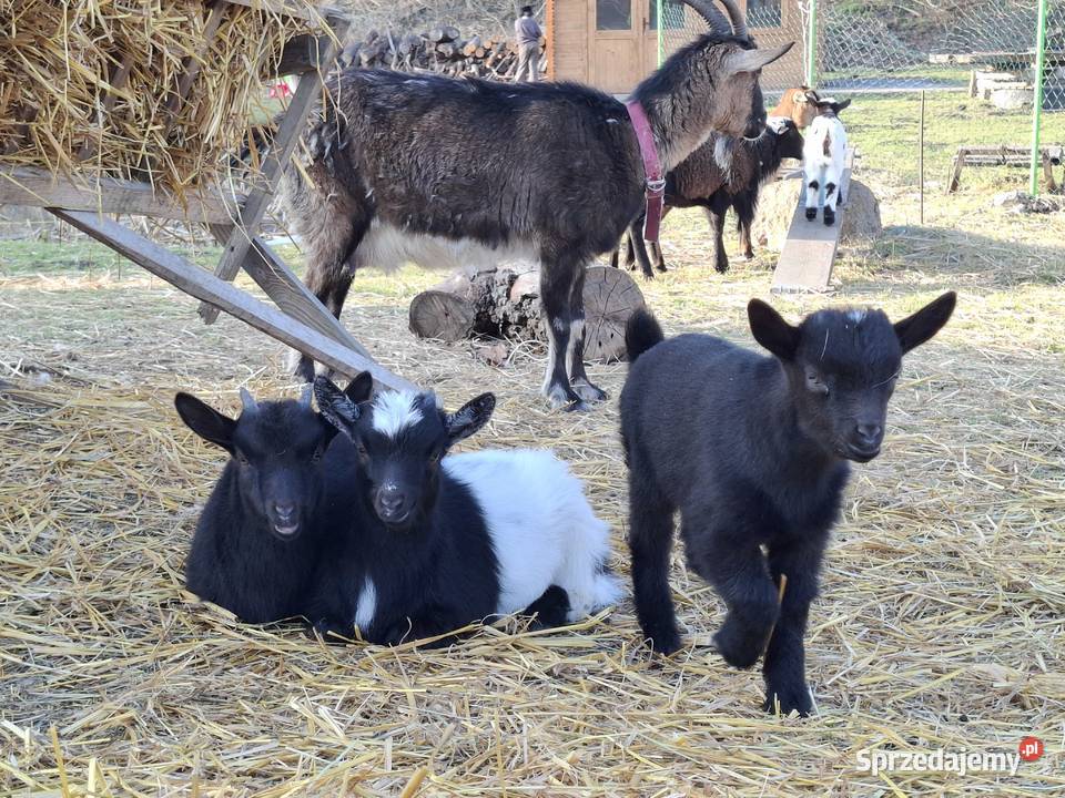 Minikozioł i młode Gorzebądz sprzedam