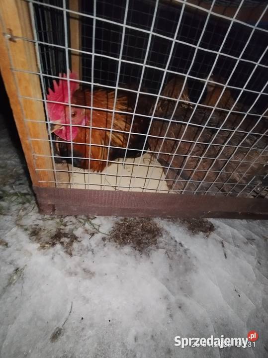 Kury zielononóżki 21 Szubin