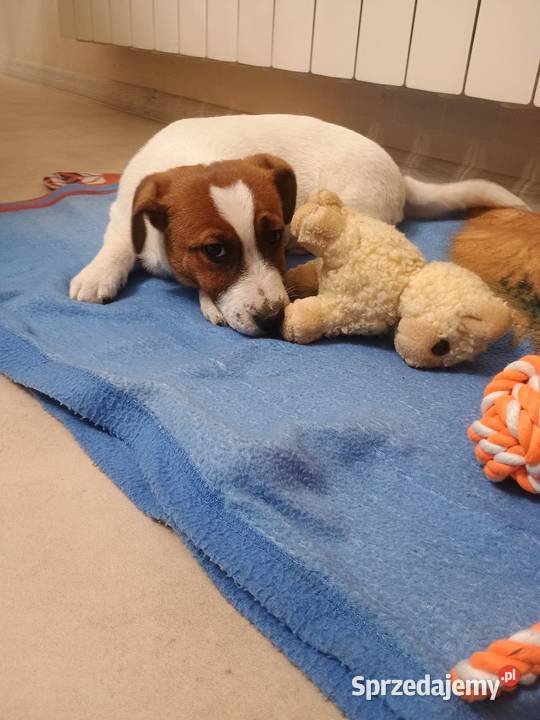 Piesek Jack Russell Terrier FCI ZkwP Rawicz sprzedam