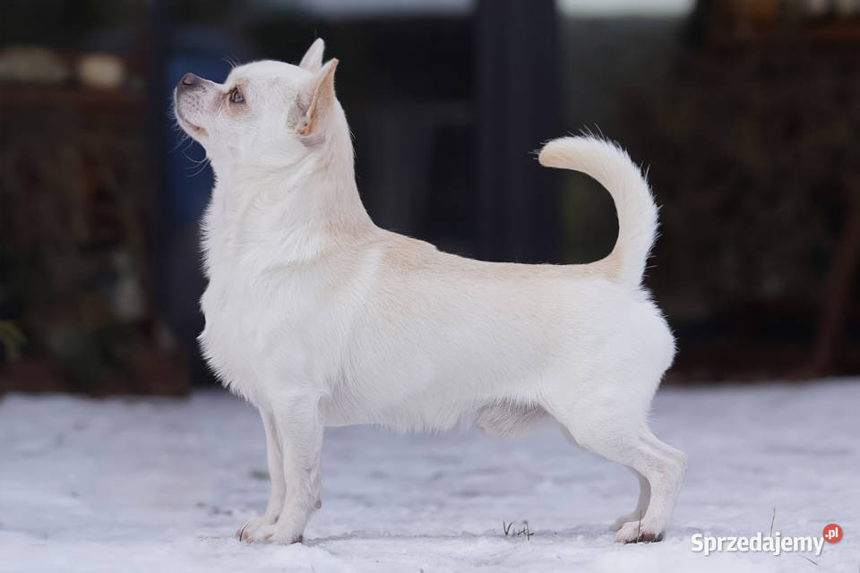 CHIHUAHUA PIESEK Championach Rodowód FCI Wwy Chihuahua Psy Duży Dół