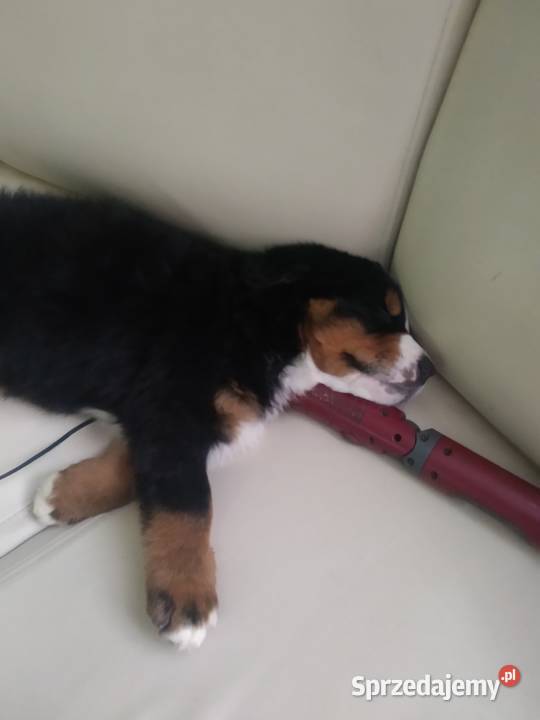 berneńskie psy pasterskie Mikołów