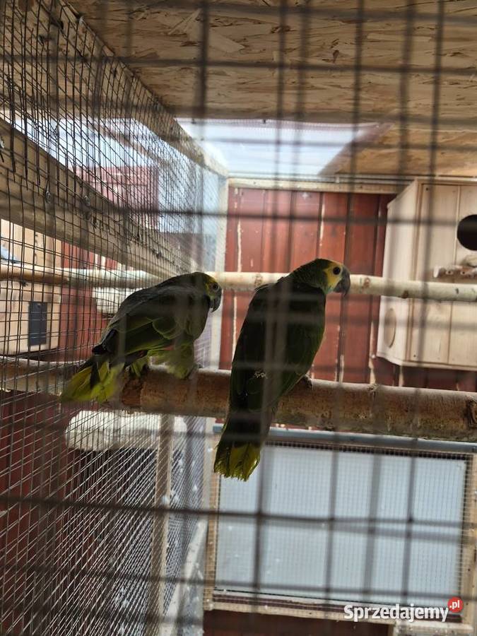 Para ary ararauny podkarpackie