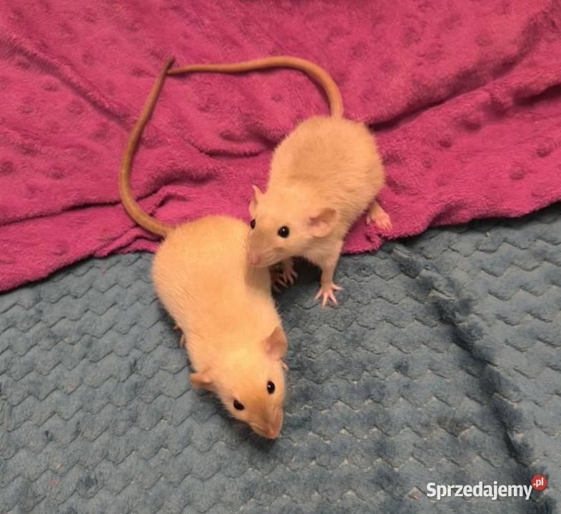 Dwa Szczury Dumbo Syjamskie Rasowe REX Legnica sprzedam