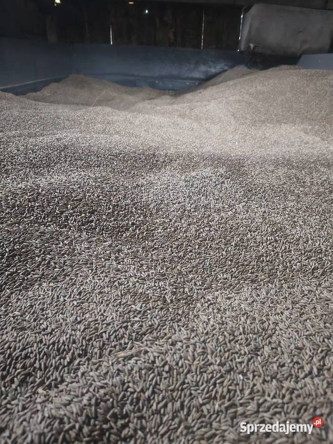 Żyto Dańkowskie Horyszów Polski sprzedam