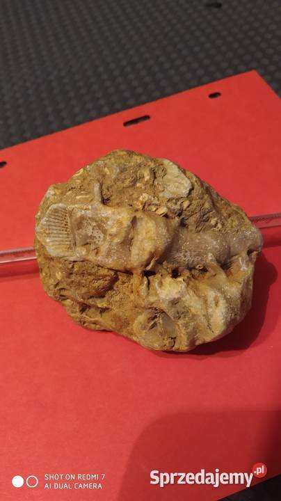 Skamieniałość ryby dwudysznej