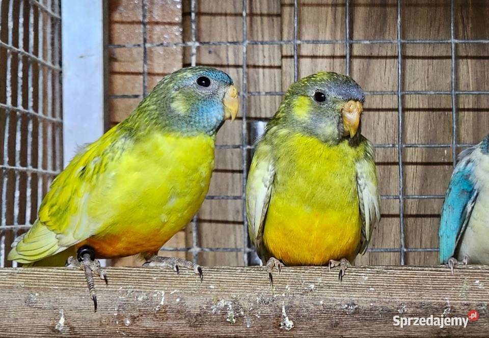 Łąkówki wspaniałe łąkówka papuga Oborniki