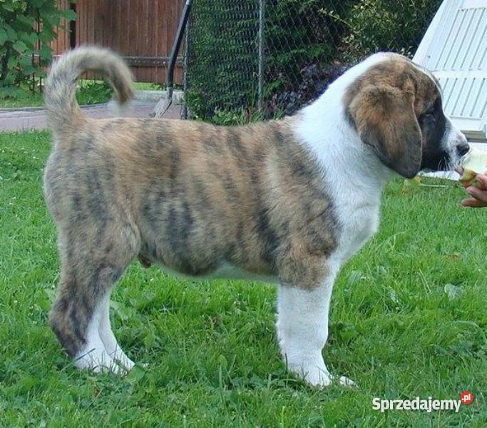 Owczarek środkowoazjatycki rodowodowe szczenięta Olecko
