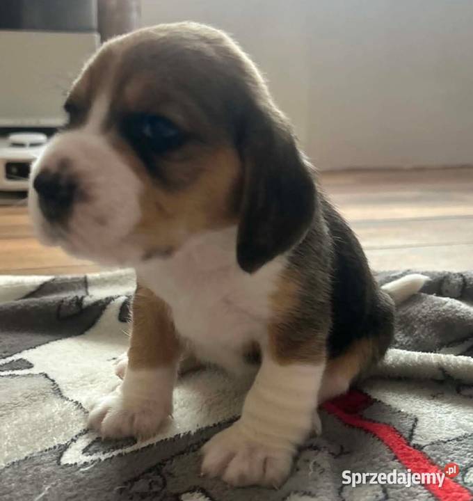 Beagle tricolor ZKwP Konopiska