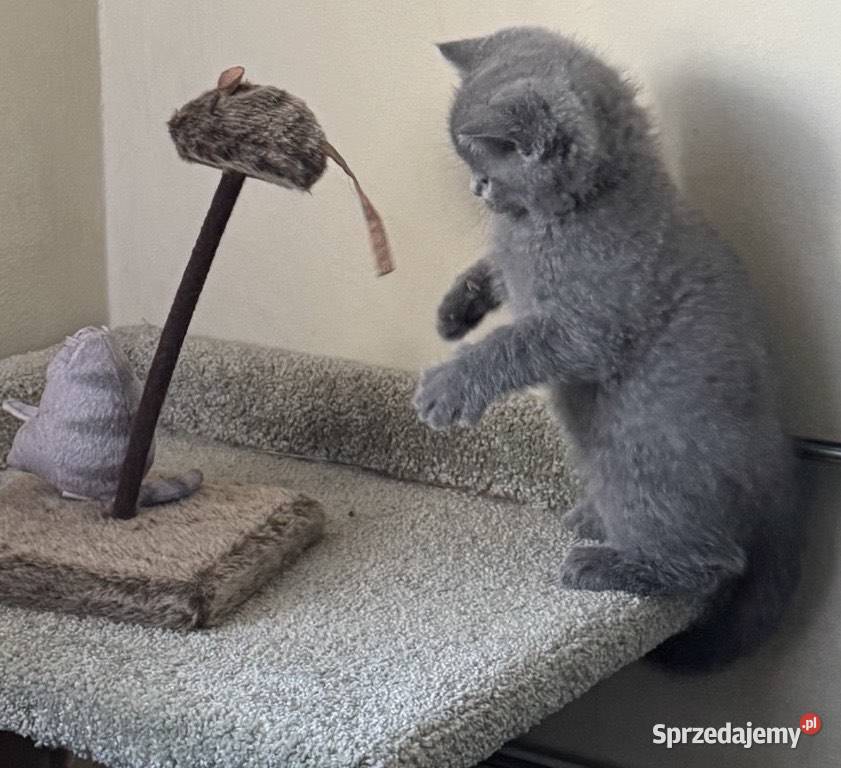 Kotka brytyjska niebieska sprzedam