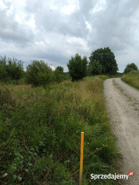 do miasta i do lasu z działki Jesionowo