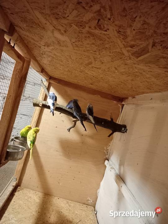 Papugi faliste 2025r Sędziszów Małopolski