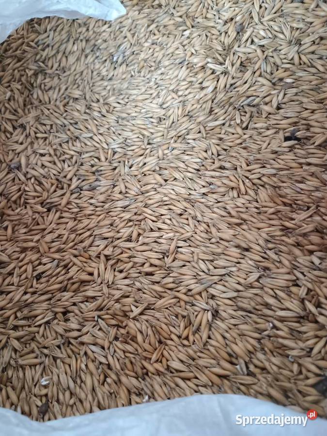 Owies czyszczony ekologiczny