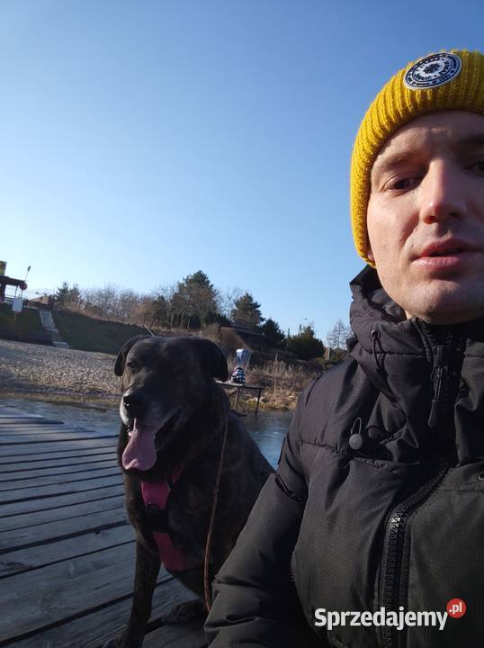 Petsitter Opieka psem Wyprowadzanie psów Łomianki