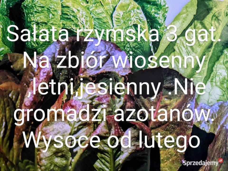 Sałata cykorię Świata siew już stycznia Nasiona